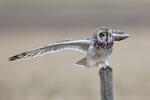 Hibou des marais