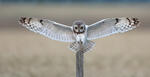 Hibou des marais