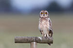 Hibou des marais