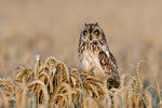 Hibou des marais