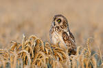 Hibou des marais