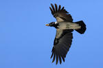 Hooded Crow