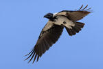 Hooded Crow