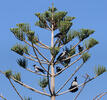 Hooded Crow