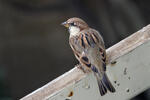 Italian Sparrow