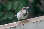 Italian Sparrow