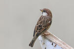 Italian Sparrow