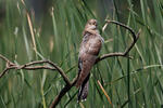 Koekoek vogel