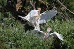 Koereiger