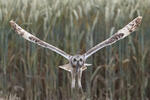 Lechuza Campestre Mussol emigrant Zingira-hontza