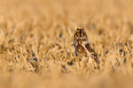 Lechuza Campestre Mussol emigrant Zingira-hontza