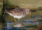 Meerstrandläufer