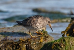 Meerstrandläufer