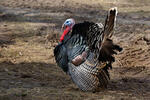 Meleagris gallopavo f. domestica