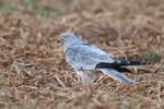 Montagu's Harrier