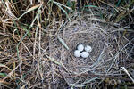 Montagu's Harrier