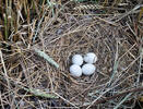 Montagu's Harrier