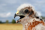 Montagu's Harrier