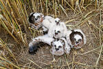 Montagu's Harrier