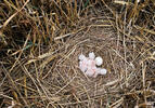 Montagu's Harrier