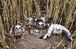 Montagu's Harrier