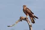 Montagu's Harrier