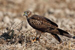 Montagu's Harrier