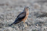 Montagu's Harrier