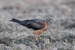 Montagu's Harrier