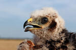 Montagu's Harrier