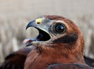 Montagu's Harrier