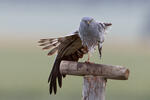 Montagu's Harrier