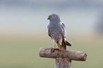 Montagu's Harrier