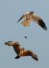 Montagu's Harrier