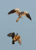 Montagu's Harrier