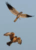 Montagu's Harrier