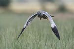 Montagu's Harrier