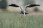 Montagu's Harrier