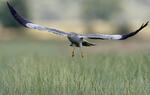 Montagu's Harrier