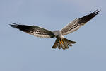 Montagu's Harrier