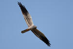 Montagu's Harrier