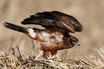 Montagu's Harrier - juv.