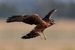 Montagu's Harrier - juv.