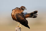 Montagu's Harrier - juv.