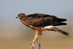 Montagu's Harrier - juv.