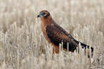 Montagu's Harrier - juv.