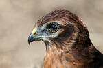 Montagu's Harrier - juv.