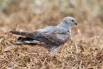 Montagu's Harrier - subad.