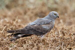 Montagu's Harrier - subad.