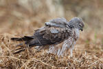 Montagu's Harrier - subad.